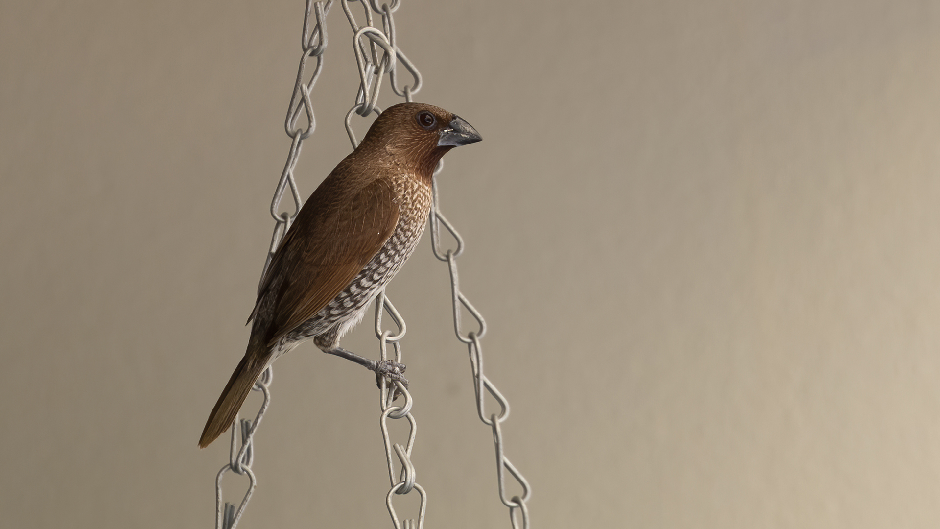 Scaly-breasted Munia